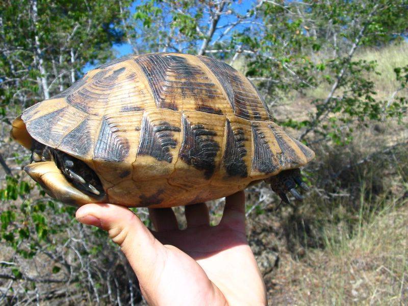 Největší Kubova želva