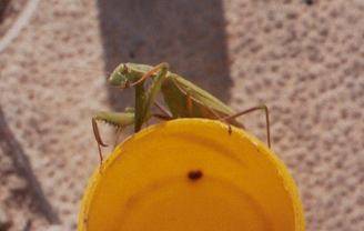 Zelená samice kudlanky nábožné (Mantis religiosa)