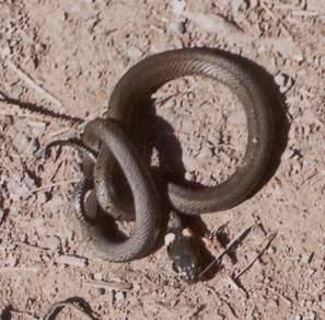Mladá užovka obojková (Natrix natrix)