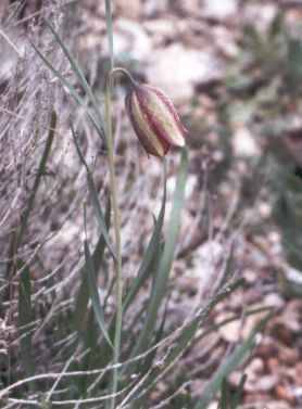 Fritillaria sp.