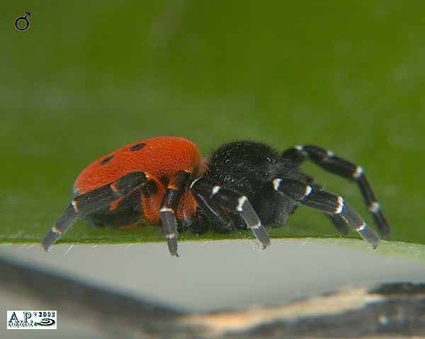 Eresus cinnaberinus (ilustrační foto, viz popis)