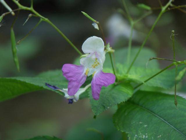 Netýkavka Impatiens balfourii