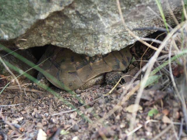 Zahrabávající se želva