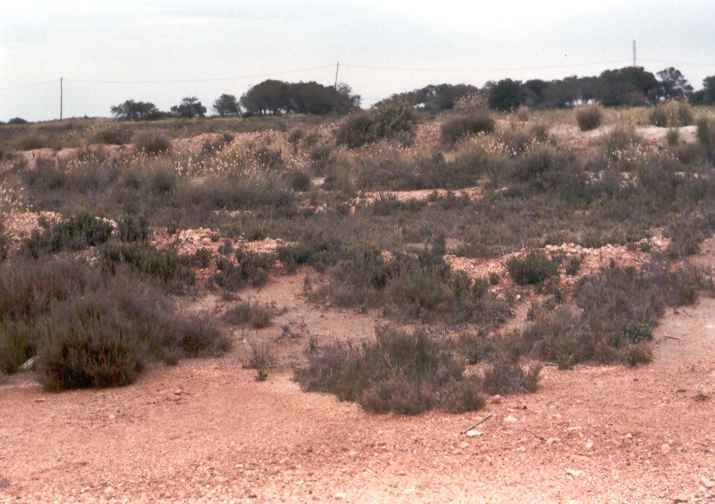 Salinas de Santa Pola