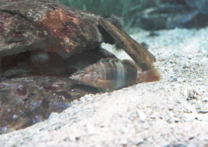 Serranus scriba v L'Oceanogràfic