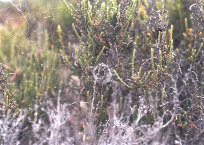 Síť pavouka Stegodyphus lineatus