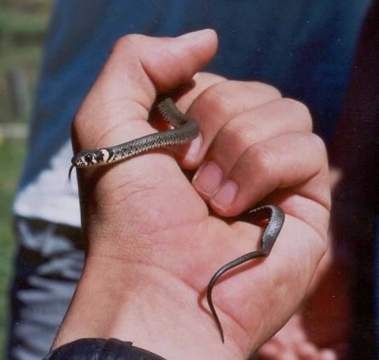 Mladá užovka obojková (Natrix natrix)