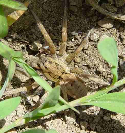 Slíďák Lycosa sp.