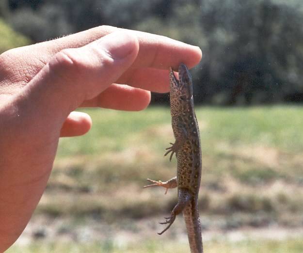 Malá ještěrka obecná