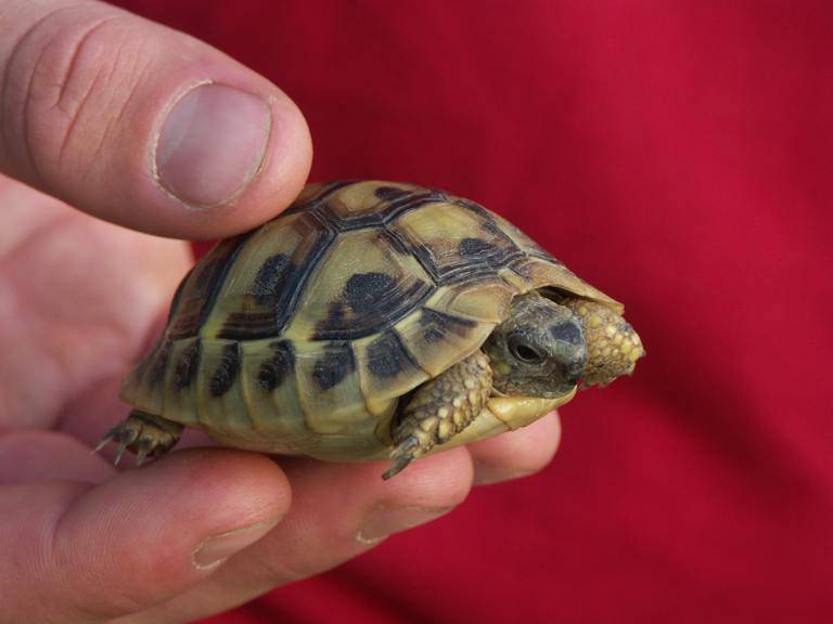 Želva řecká