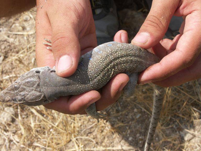 Ještěrka perlová (Timon lepidus)