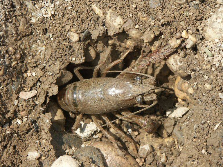 Rak červený (Procambarus clarkii)