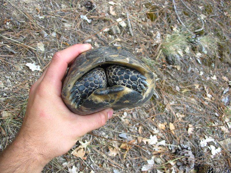 Želva řecká (Testudo graeca)