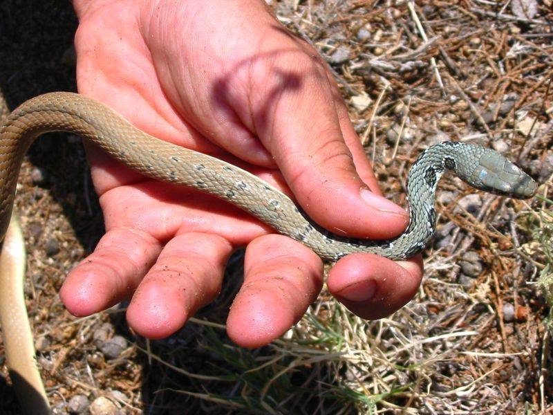 Platyceps najadum