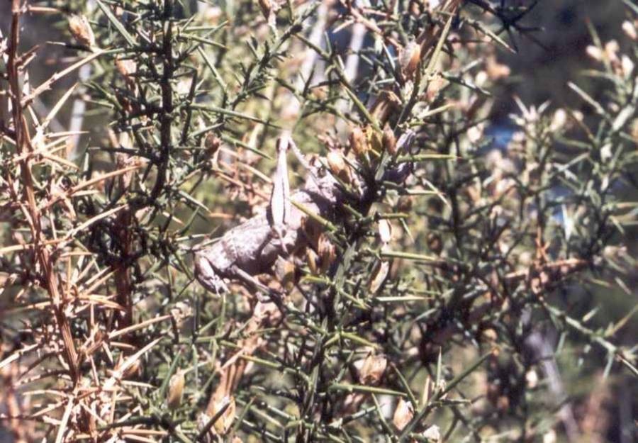 Anarcidium aegypticum