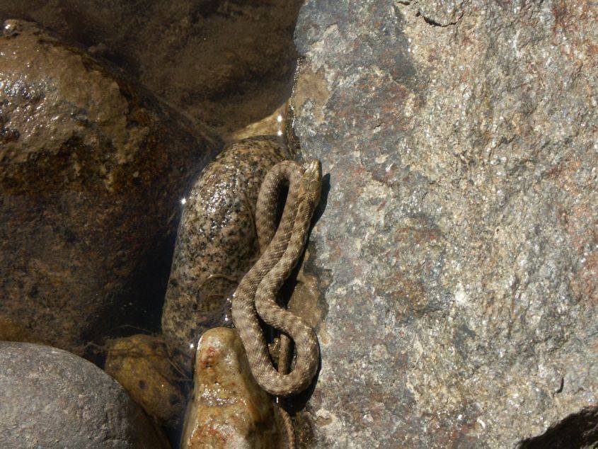 Natrix tessellata