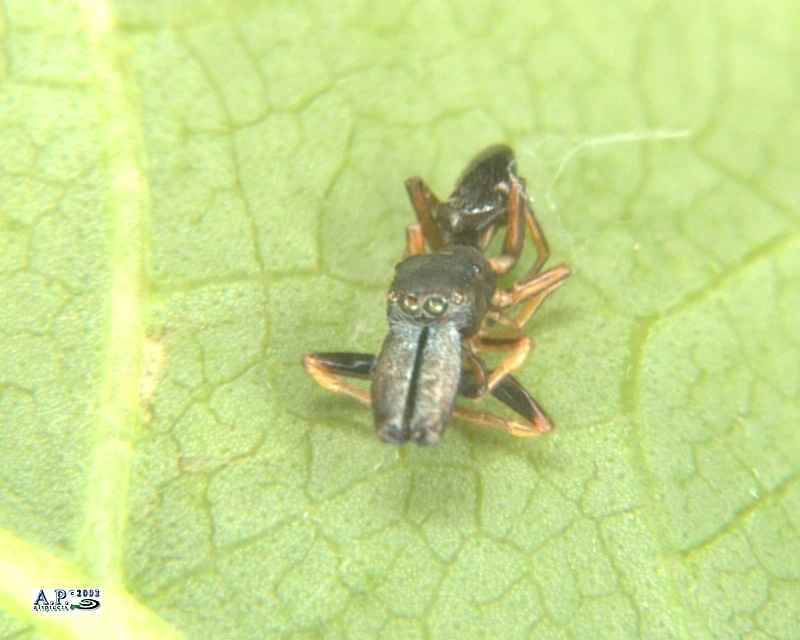 Mrtvý samec skákavky mravenčí (Myrmarachne formicaria)