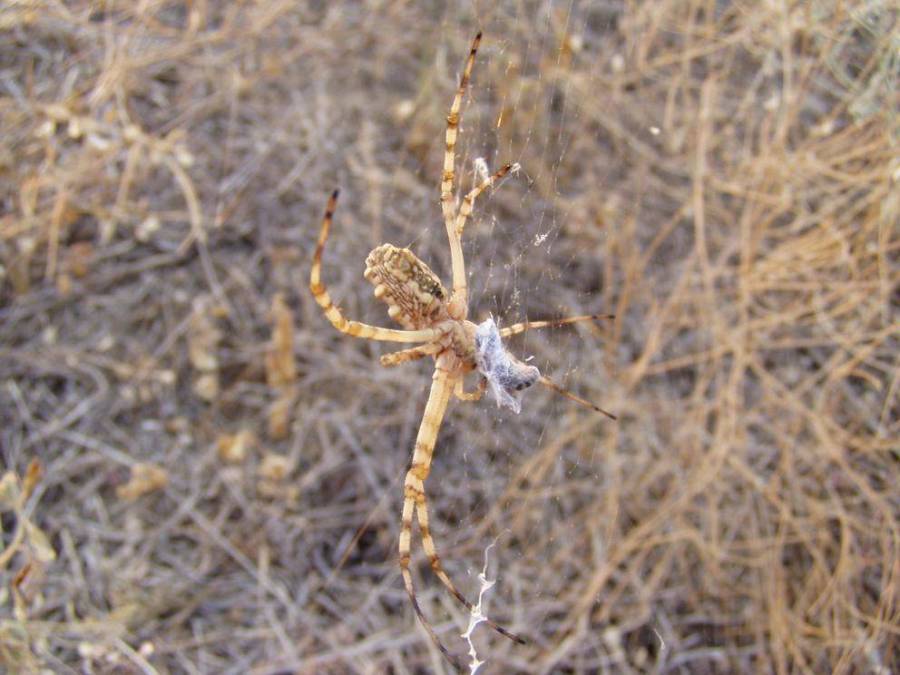 Argiope lobata