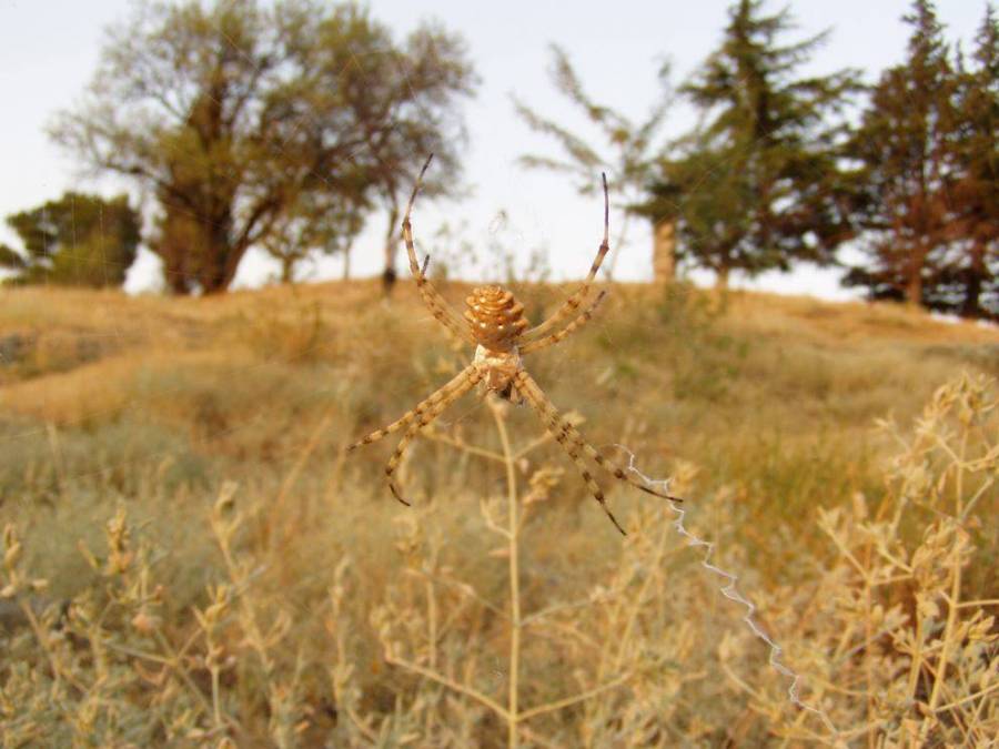 Argiope lobata