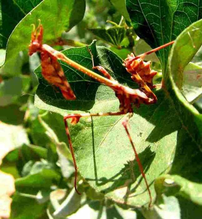 Kudlanka Empusa penata