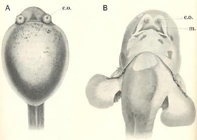 Cement organ in Polypterus