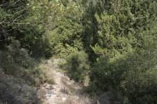 Hustá macchie u Sparti