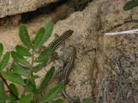 Pár ještěrek korsických, Costa paradiso, Sardinie