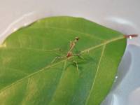 Empusa sp.