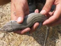 Ještěrka perlová (Timon lepidus)