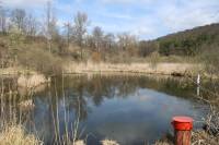 Střelická bažinka - typická lokalita k rozmnožování skokanů