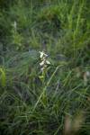 Orchidej rodu Ophrys (tořič)