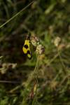Ploskoroh pestrý (Libelloides macaronius)