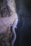 Macarát jeskynní (Proteus anguinus)