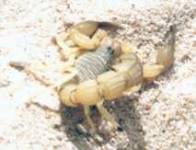 Scorpio maurus