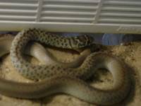 coluber.jpg coluber.jpg