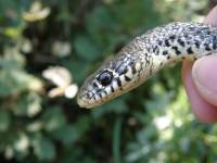 Detail hlavy Detail hlavy