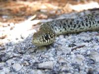 Zbarvení přední části těla Zbarvení přední části těla