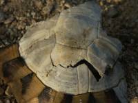 Želví krunýř
